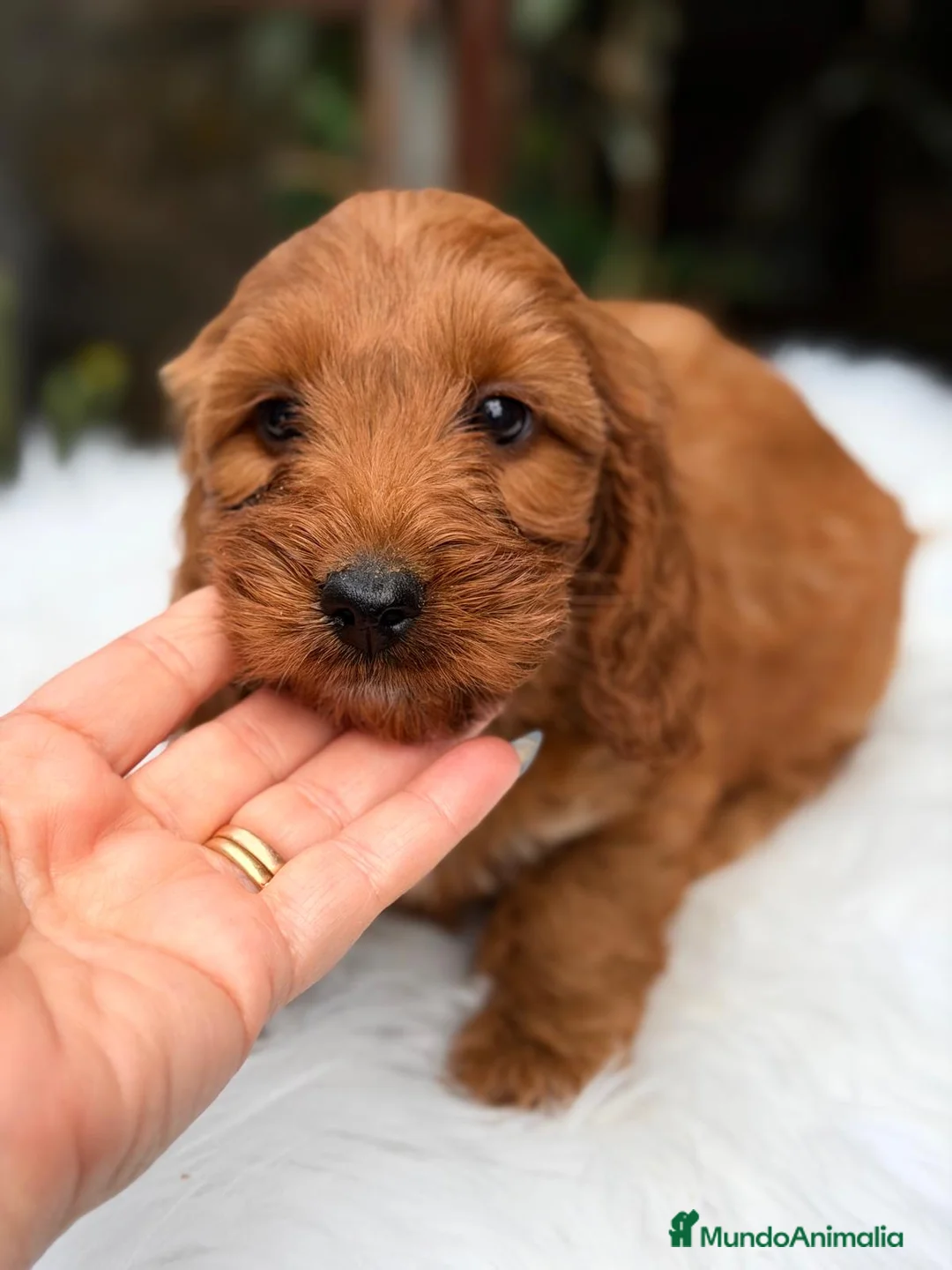 Cockapoo perros en venta: COCKAPOO DISPONIBLES - Anuncio 8