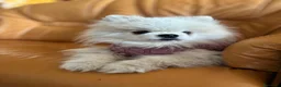 Pomerania perros en venta: Pomerania blancos muy bonitos !!! - Anuncio 1