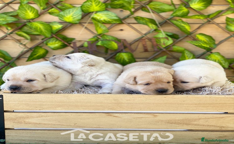 Labrador Retriever perros - Propaganda 1