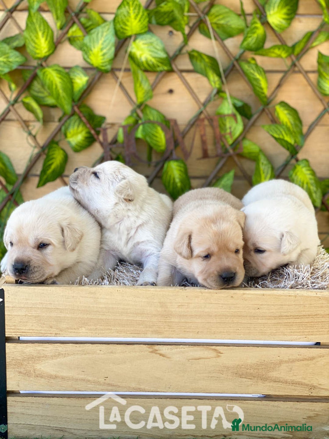 Labrador Retriever perros en venta: Camada de Faustina - Imagen 1