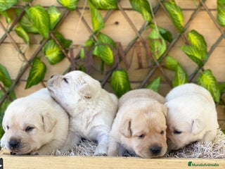 Labrador Retriever perros - Anuncio 28