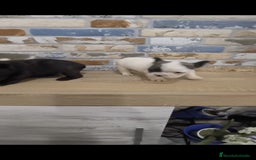 Bulldog Francés perros en venta: Bulldog francés exóticos  - Imagen 8