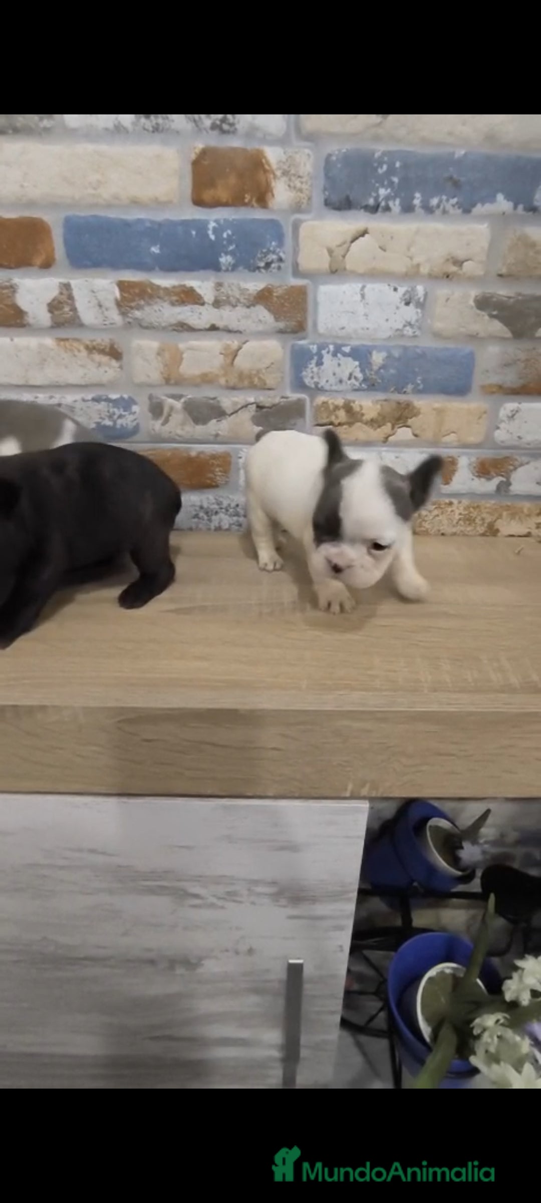 Bulldog Francés perros en venta: Bulldog francés exóticos  - Imagen 8