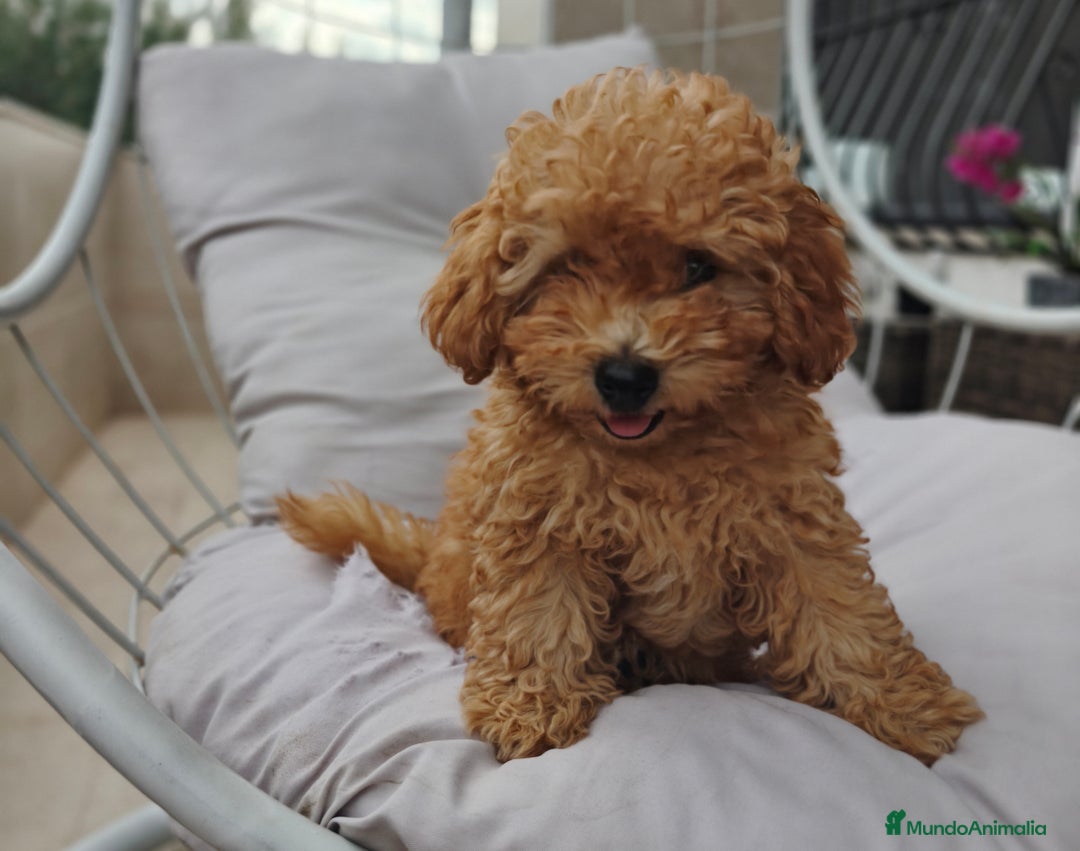 Caniche Toy perros en venta: Caniche Toy apricot calidad  - Imagen 2