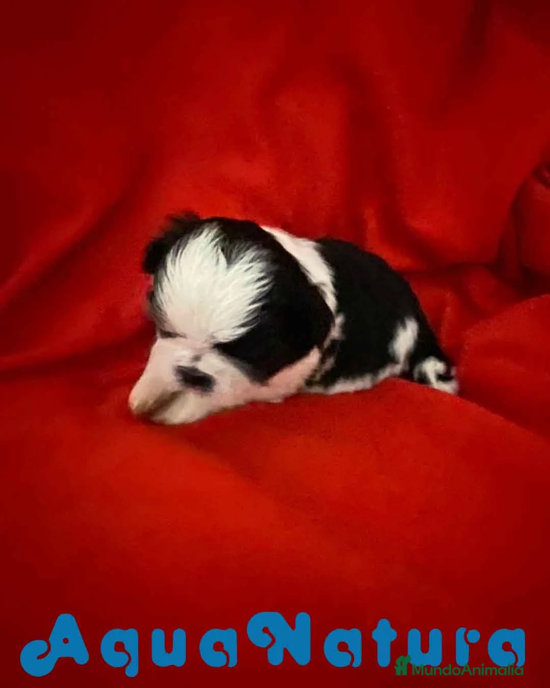Shih Tzu perros en venta:  Shih Tzu Macho 1 de Ada y Newman AQUANATURA - Anuncio 2