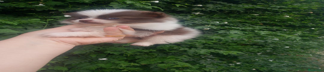 Pomerania Cachorro 1