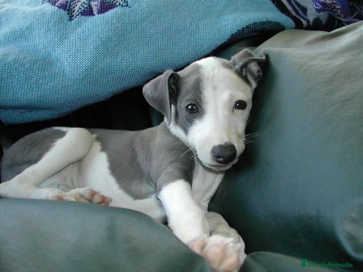 Whippet perros en venta: WHIPPET DISPONIBLES  - Anuncio 1