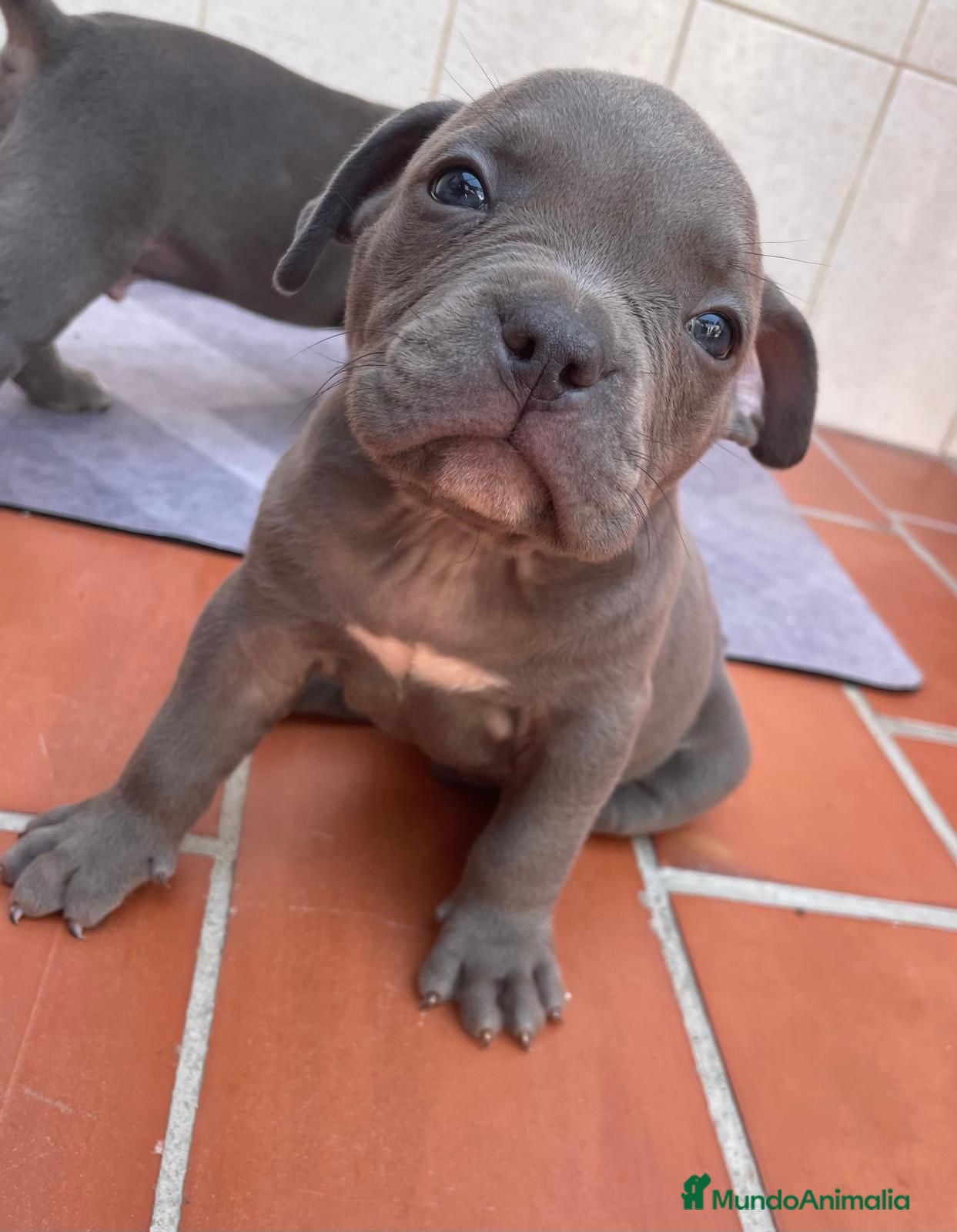 American Staffordshire-Terrier perros American Stanford Macho - Anuncio 6