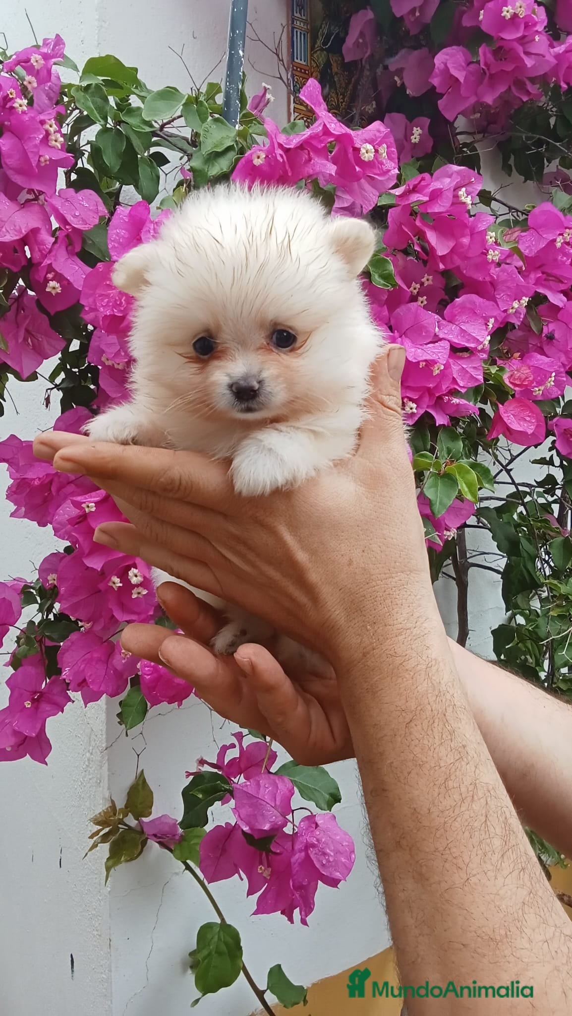 Pomerania perros Pomeranias de calidad  - Anuncio 1