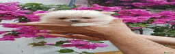 Pomerania perros en venta: Pomeranias de calidad  - Anuncio 1