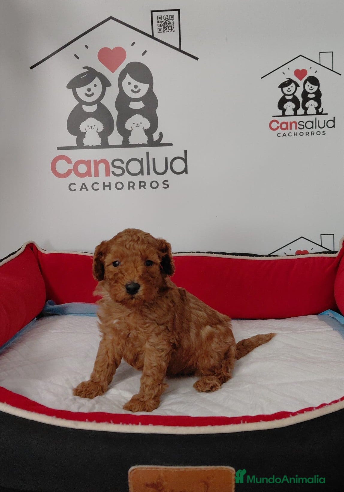 Caniche Enano perros caniche - Anuncio 1