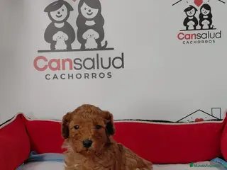 Caniche Enano perros caniche - Anuncio 1