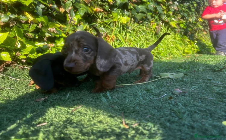 Teckel Miniatura perros - Anuncio 9