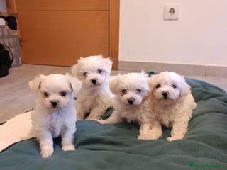 Bichón Maltés perros - Anuncio 18