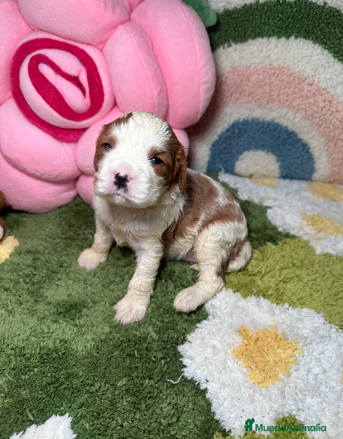Cavalier King Charles Spaniel perros Cavalier King Charles Hembra - Anuncio 1
