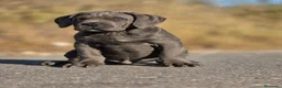 Cane Corso perros en venta: Cachorros de Cane Corso - Anuncio 8