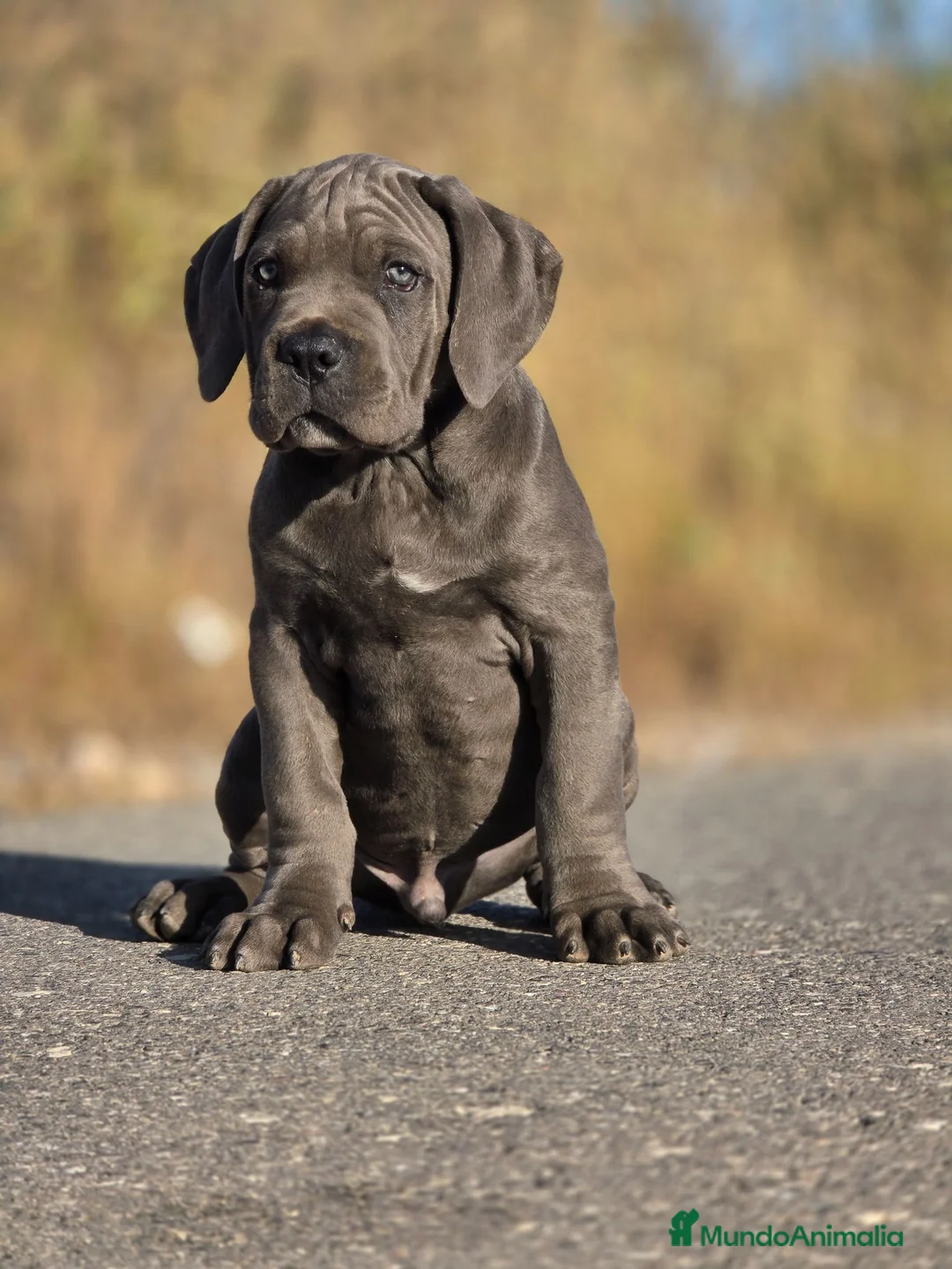 Cane Corso perros en venta: Cachorros de Cane Corso - Anuncio 8
