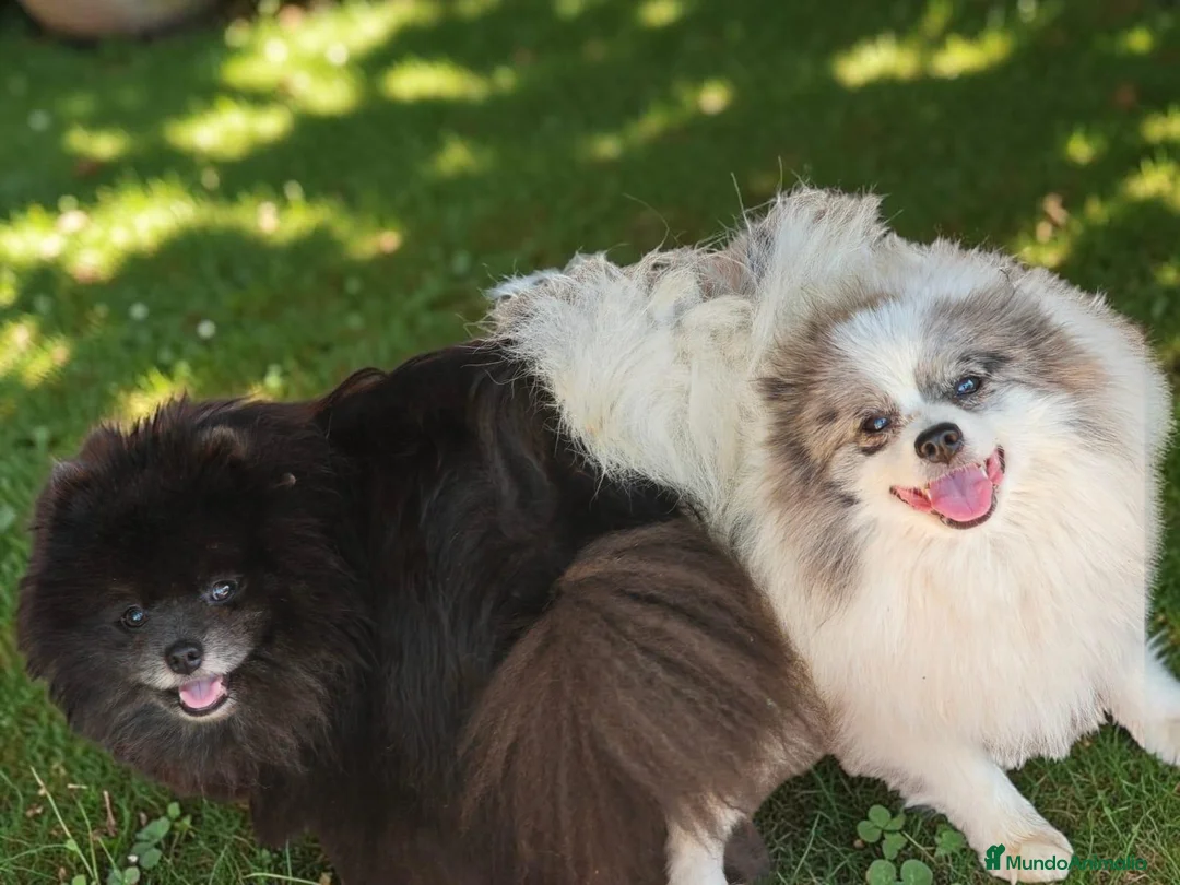 Pomerania perros en venta: Pomerania  - Anuncio 6
