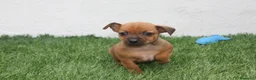 Raza Mixta perros en venta: Minijack  - Anuncio 11