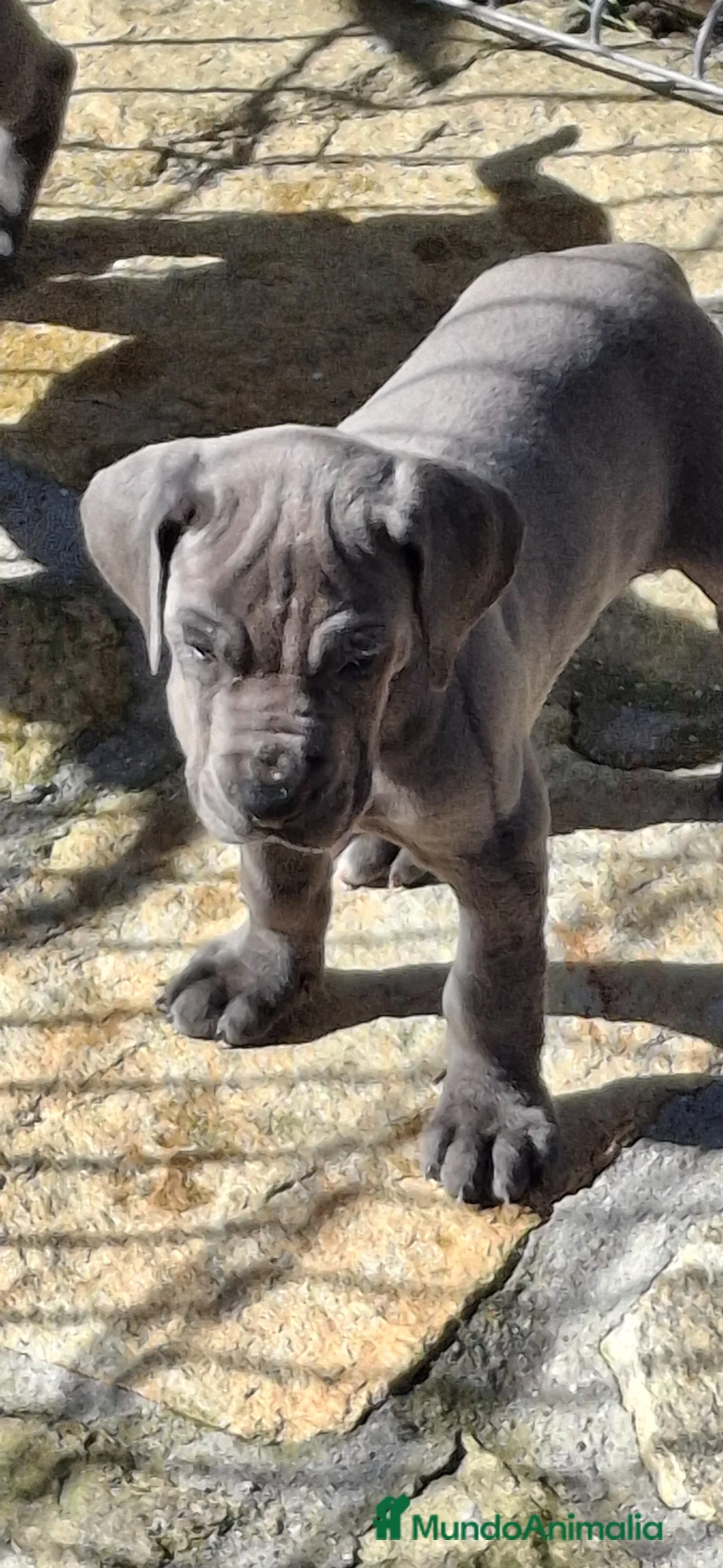 Dogo Alemán perros en venta: Cachorros de Gran Danés o Dogo Alemán - Anuncio 2