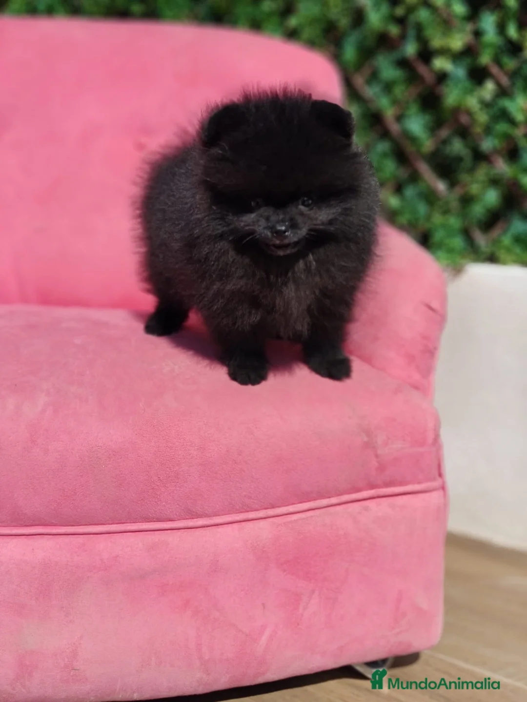 Pomerania perros en venta: Espectacular Pomerania  - Anuncio 2