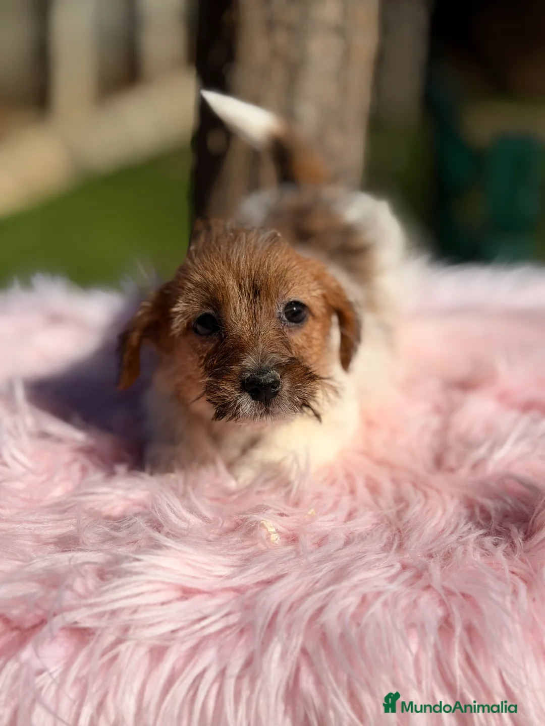 Jack Russell Terrier perros en venta: Jack Russell pelo Broken  - Anuncio 8