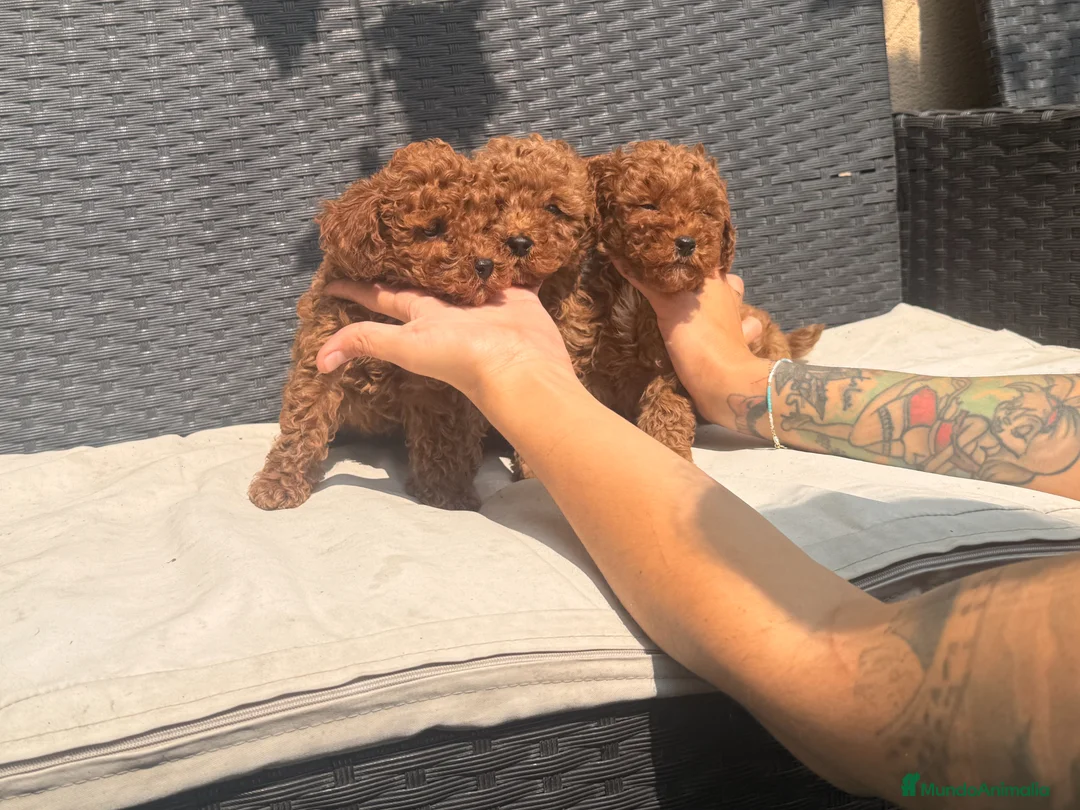 Caniche Toy perros en venta: caniche toy  - Anuncio 3