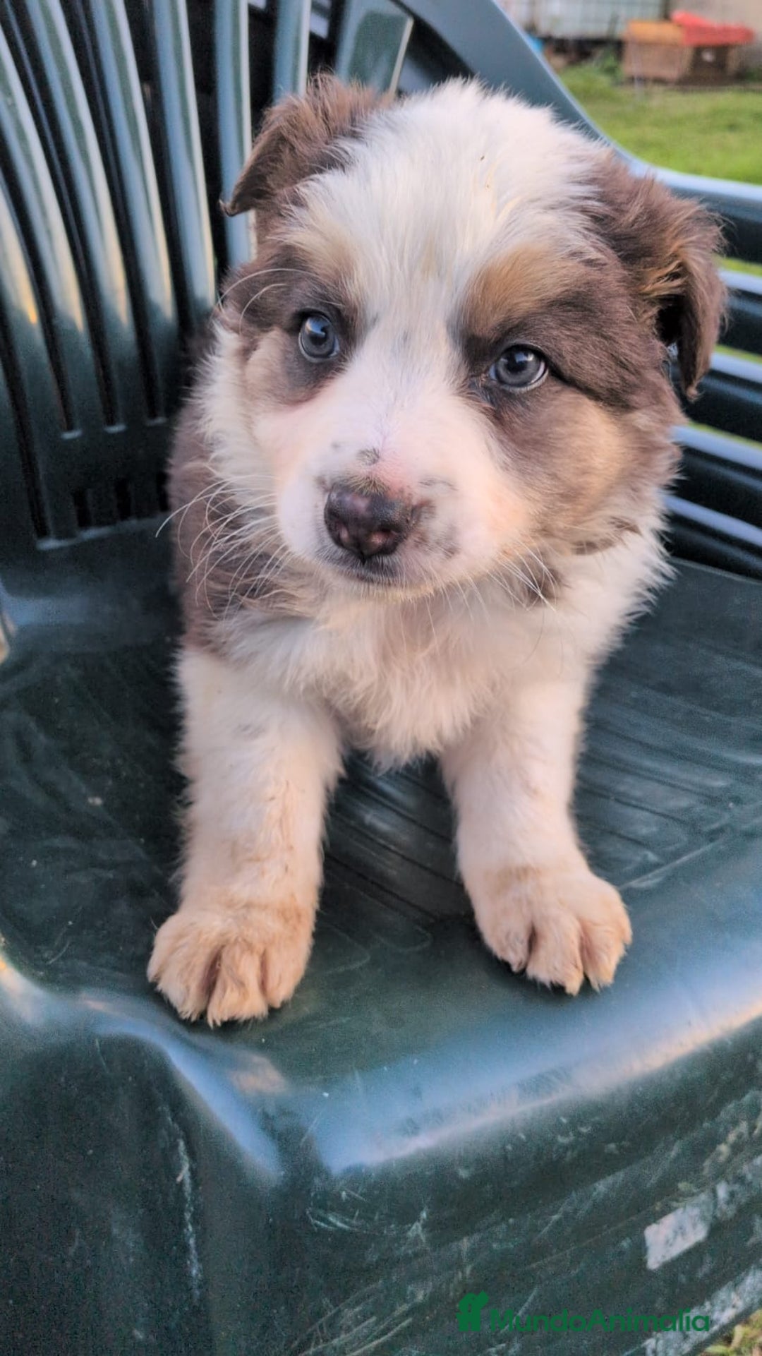 Border Collie perros en venta: BORDER COLLIE  - Anuncio 2