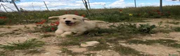Golden Retriever perros en venta: Preciosos cachorros de golden retriever - Anuncio 5