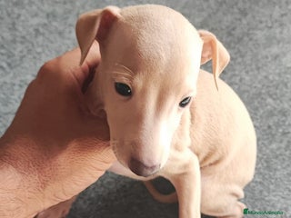 Pequeño Lebrel Italiano perros - Anuncio 3