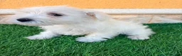 Schnauzer Miniatura perros en venta: Schnauzer miniatura blanco - Anuncio 8