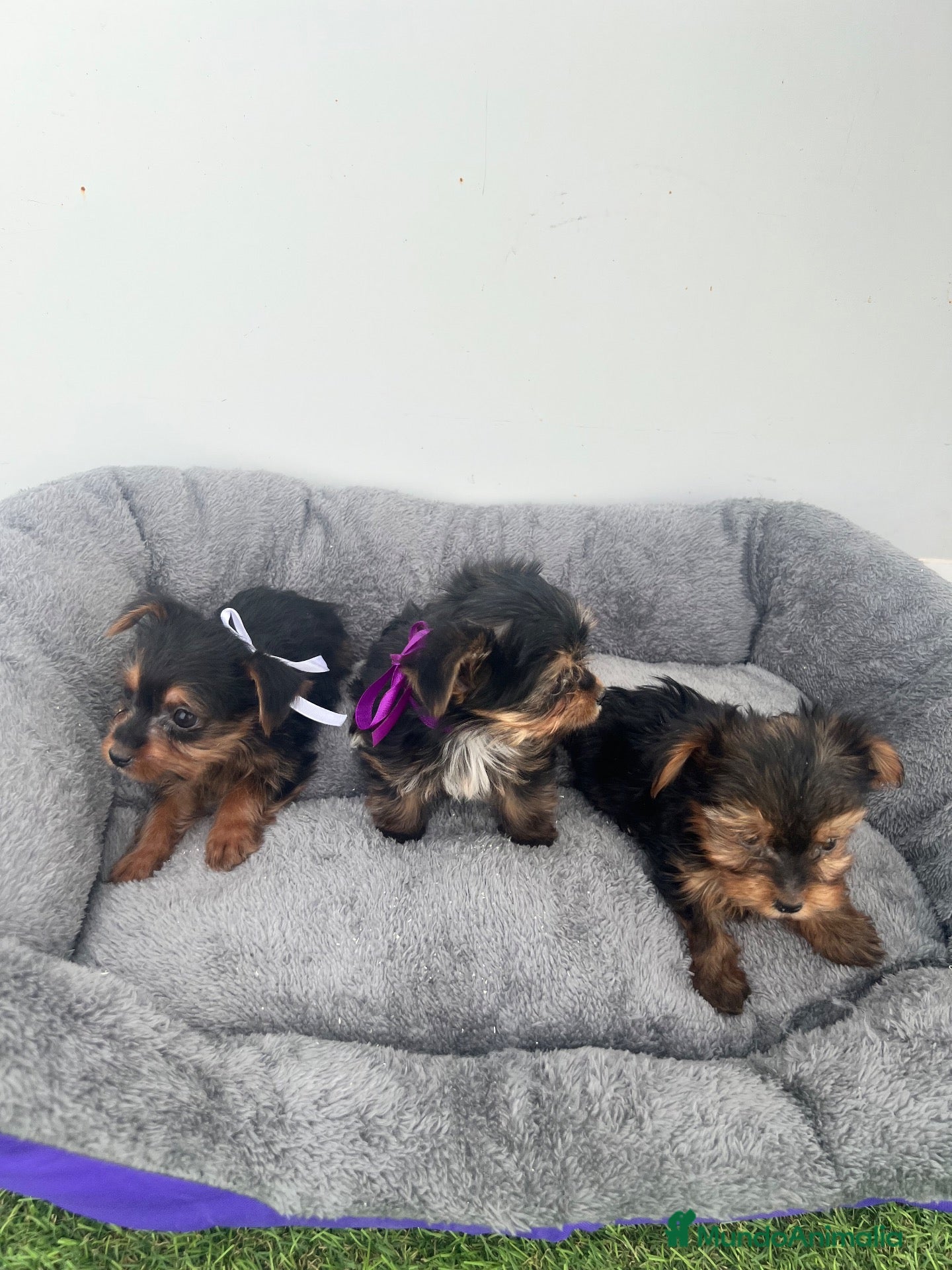 Yorkshire Terrier perros PRECIOSAS CACHORRAS DE YORKSHIRE TERRIER 🐾 - Anuncio 4