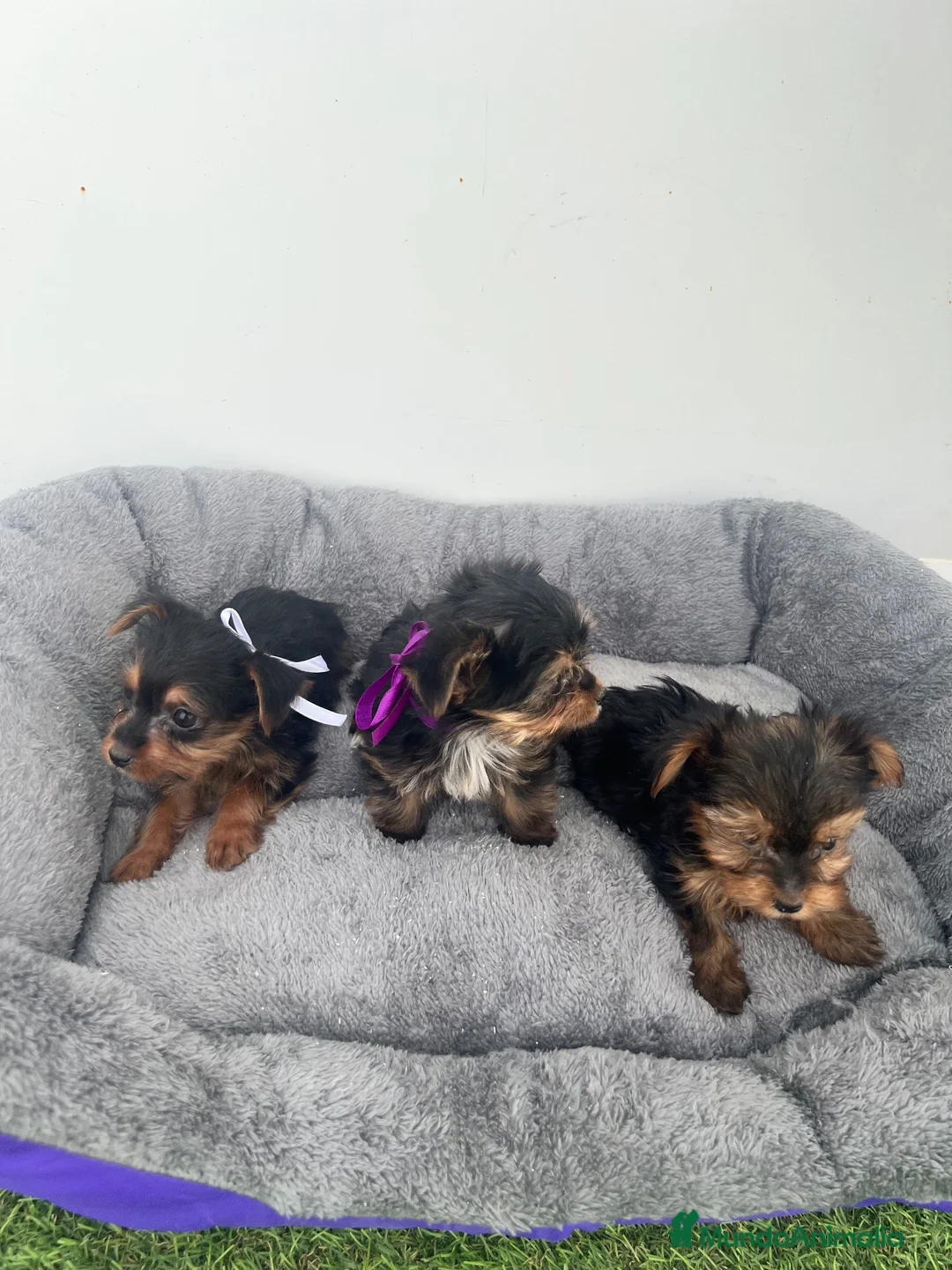 Yorkshire Terrier perros en venta: PRECIOSAS CACHORRAS DE YORKSHIRE TERRIER 🐾 - Anuncio 1