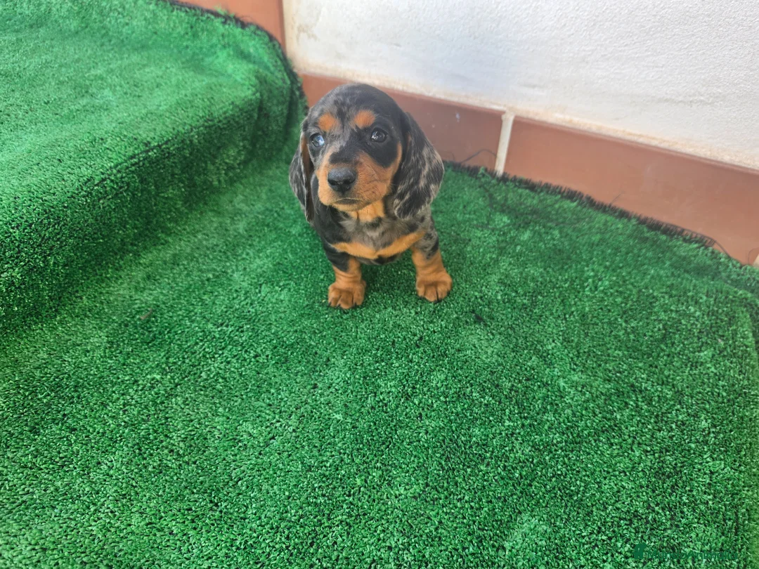 Teckel perros en venta: TECKEL MINI ARLEQUIN - Anuncio 1