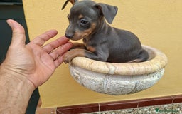 Pinscher Miniatura perros en venta: Mini Pincher colores exóticos  - Imagen 1