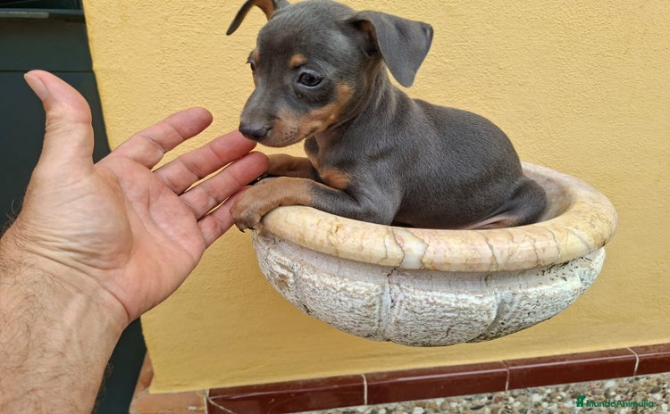 Pinscher Miniatura perros - Anuncio 1