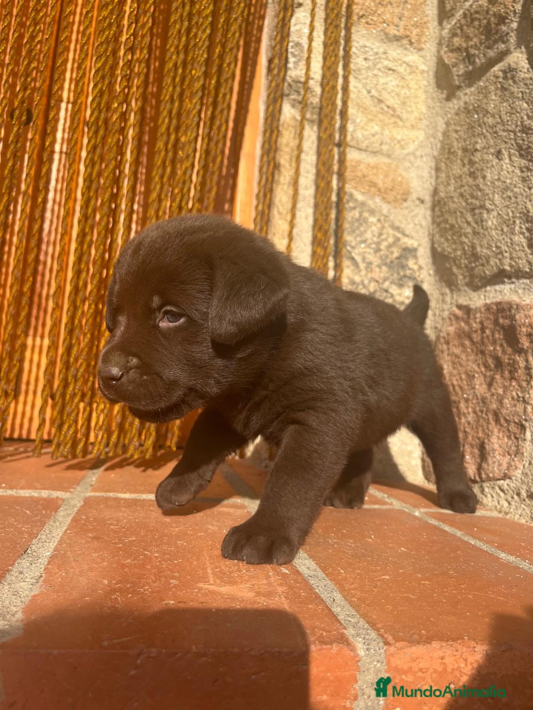 Labrador Retriever perros en venta: Cachorro macho chocolate con pedigree LOE  - Imagen 5