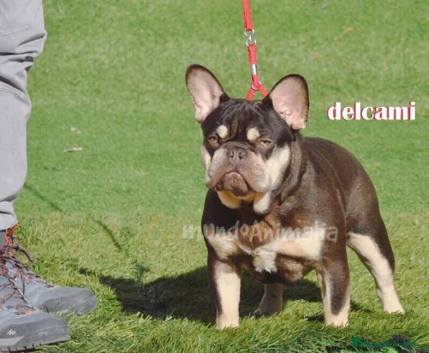 Imagen de galería {{count}}