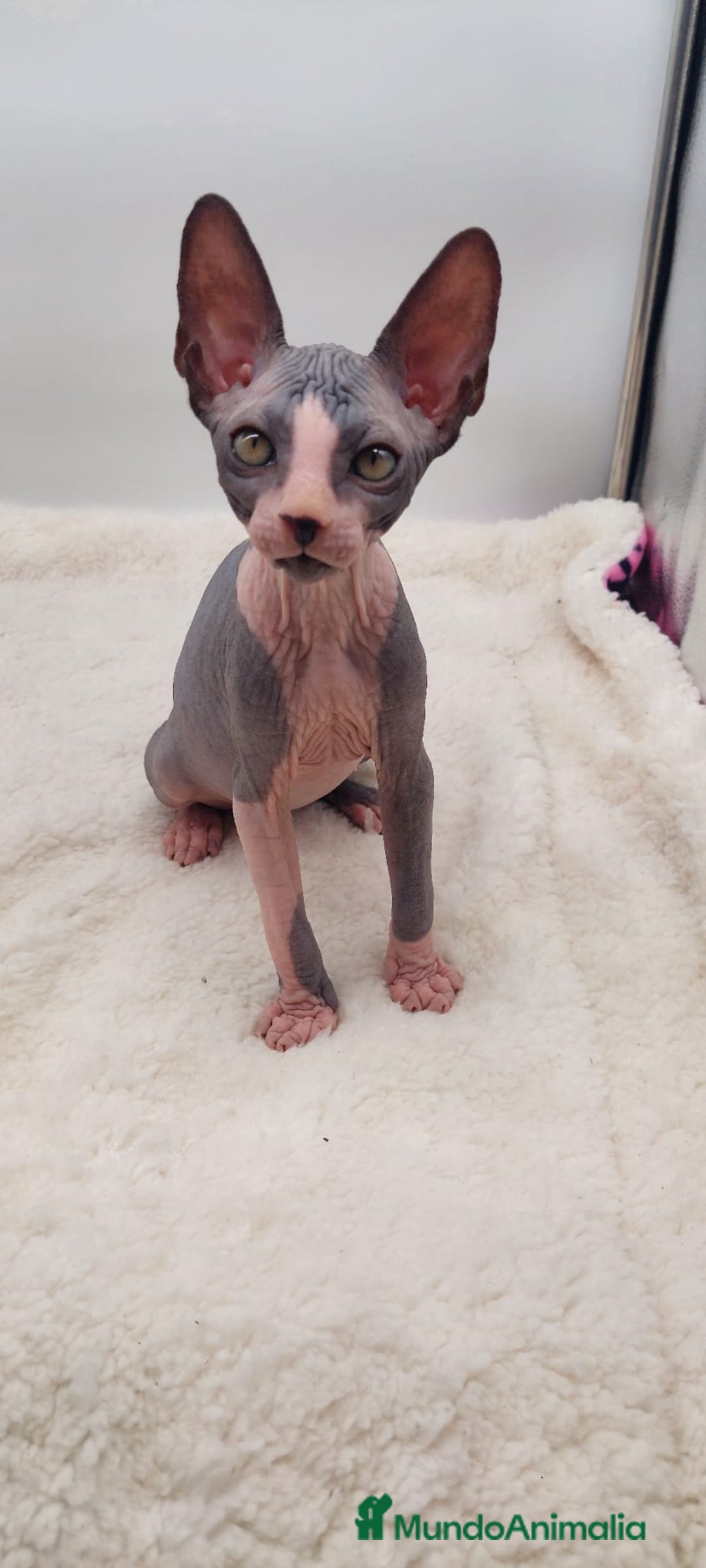 Sphynx gatos en venta: Precioso machito bicolor  - Anuncio 1