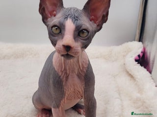 Sphynx gatos Precioso machito bicolor - Anuncio 1