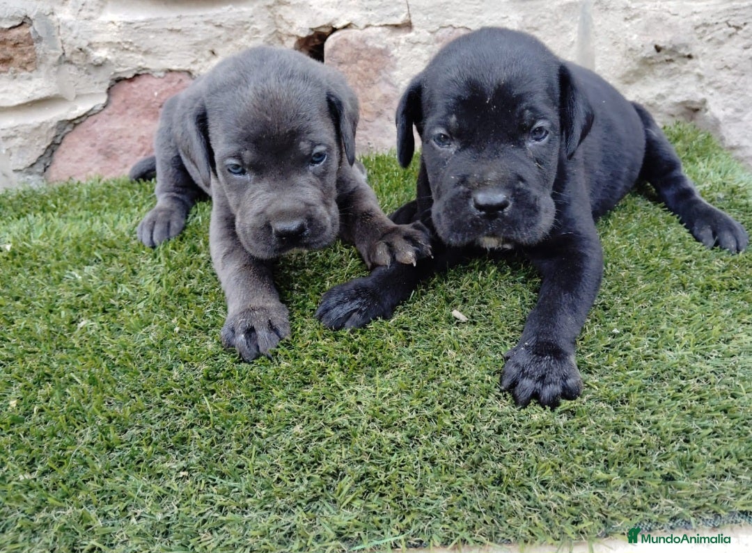 Cane Corso perros en venta: CANE CORSO PEDIGREE  - Anuncio 1