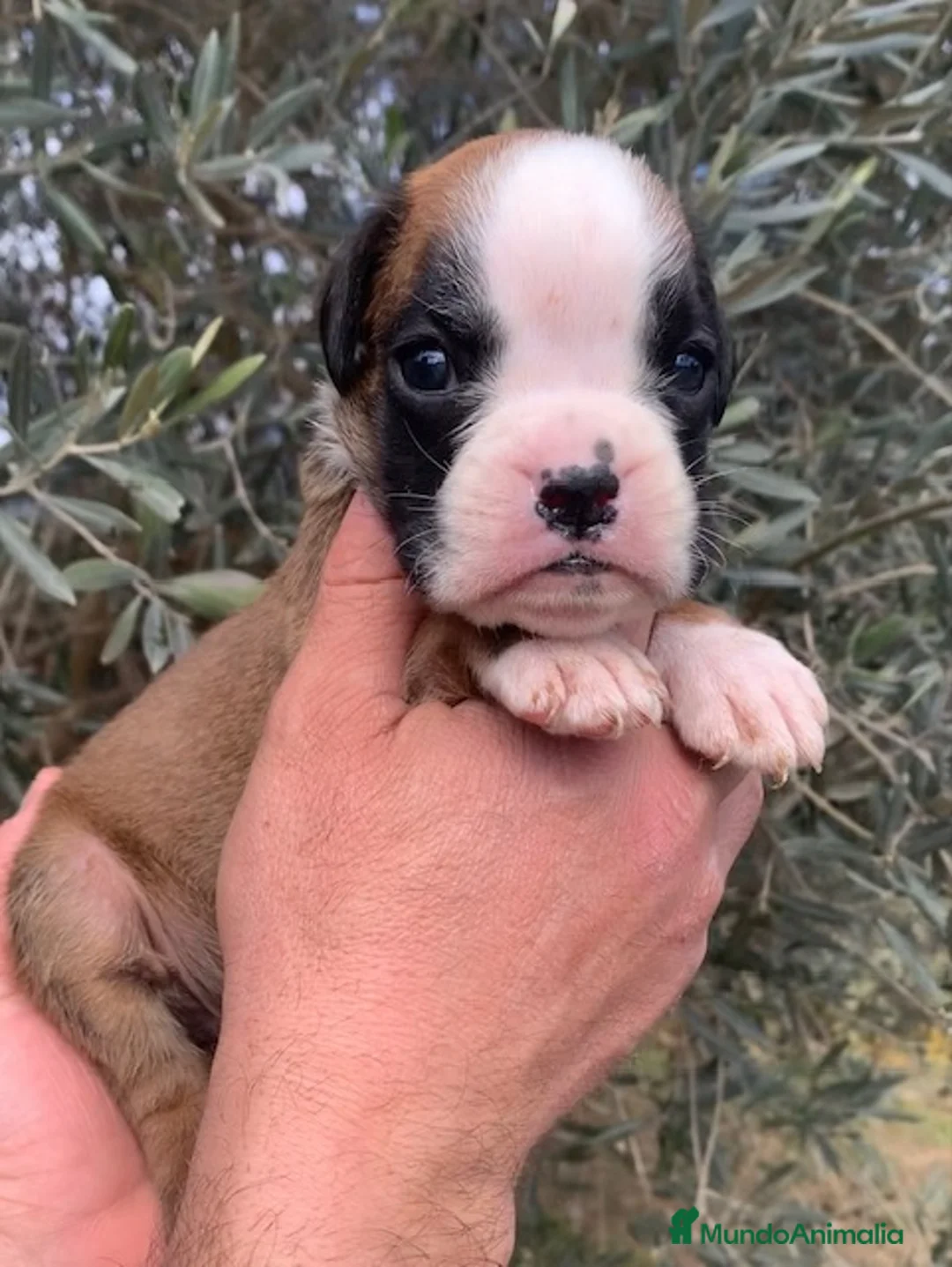 Boxer perros en venta: Magníficos cachorros BOXER, excelente genealogía - Anuncio 3