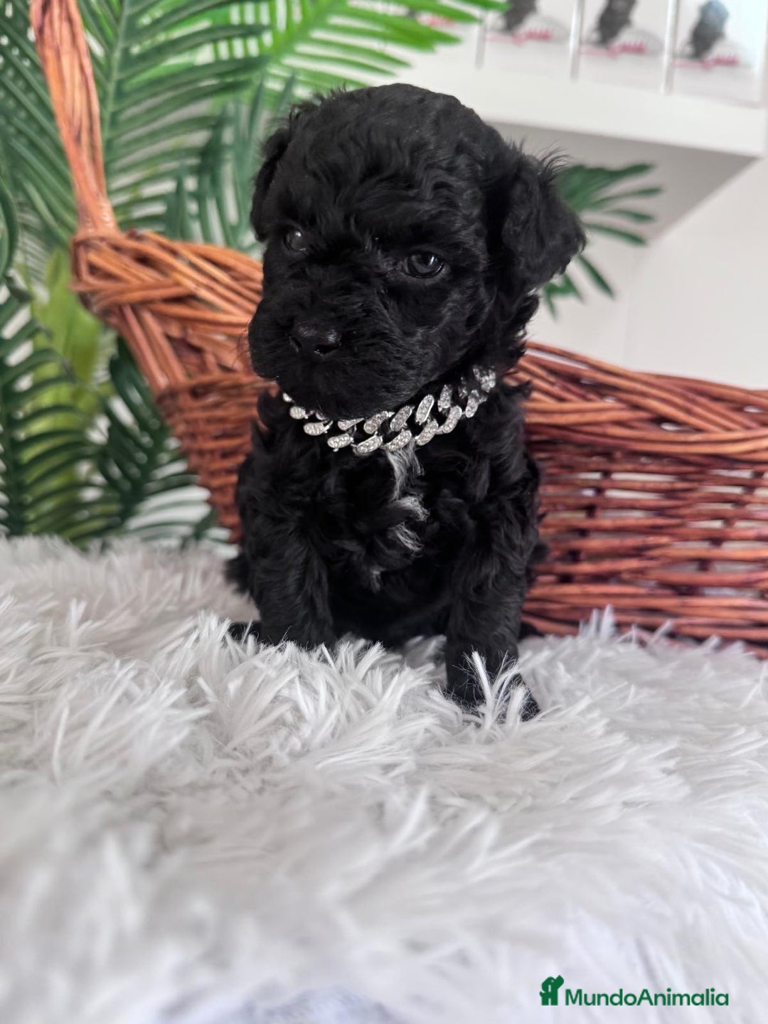 Caniche Toy perros en venta: CANICHE TOY MACHO - Anuncio 15