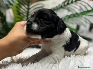 Cocker Spaniel Inglés perros COCKER BLANCO Y NEGRO DISPONIBLE - Anuncio 2
