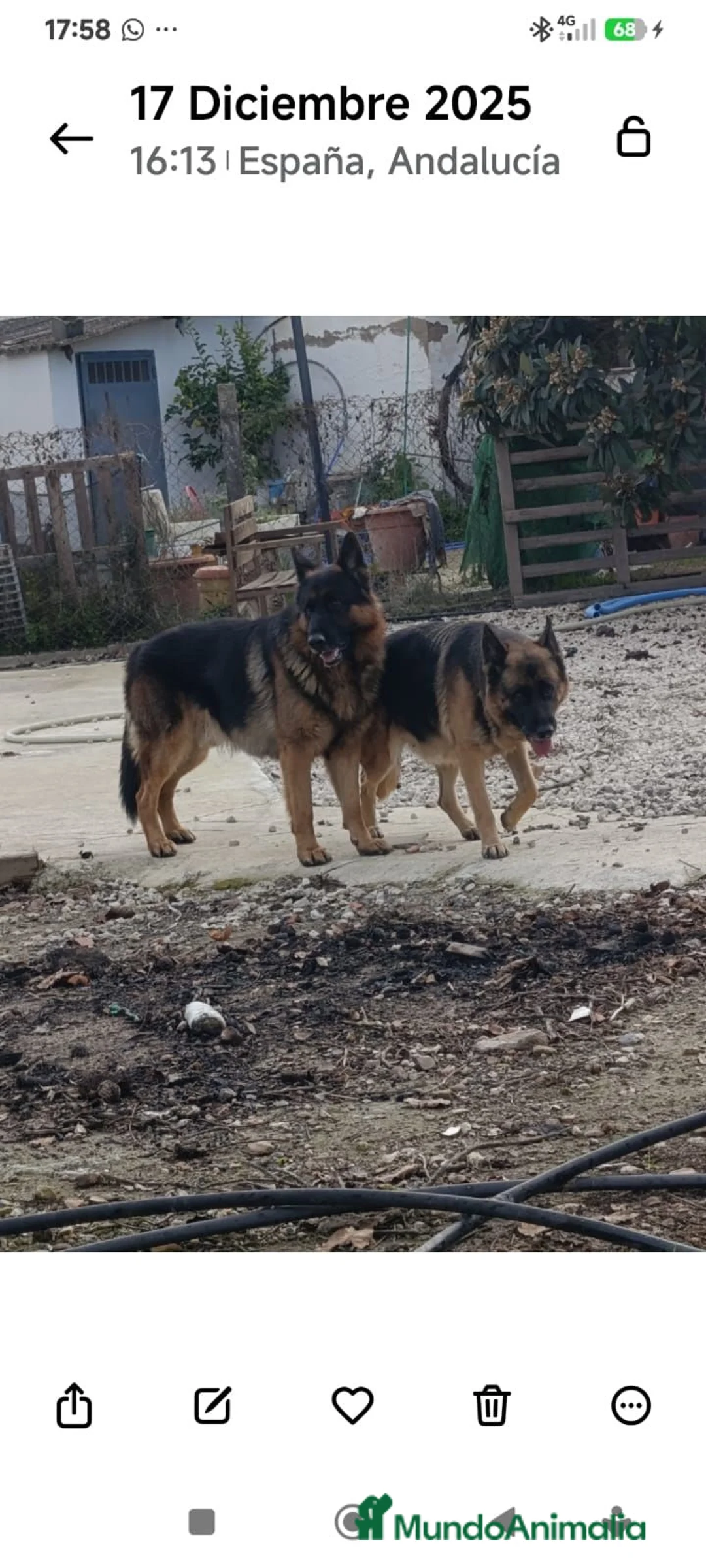 Pastor Alemán perros en venta: Disponible Pastores Alemanes Línea de belleza  - Anuncio 5
