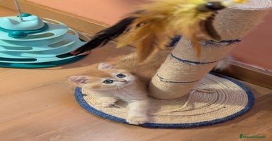 Británico de Pelo Corto gatos - Anuncio 6