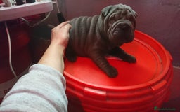 Shar Pei perros en venta: Sharpei hembra minipeis blue 💙💙🐾 - Imagen 6