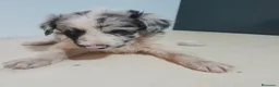 Border Collie perros en venta: BORDER COLLIE - Anuncio 9