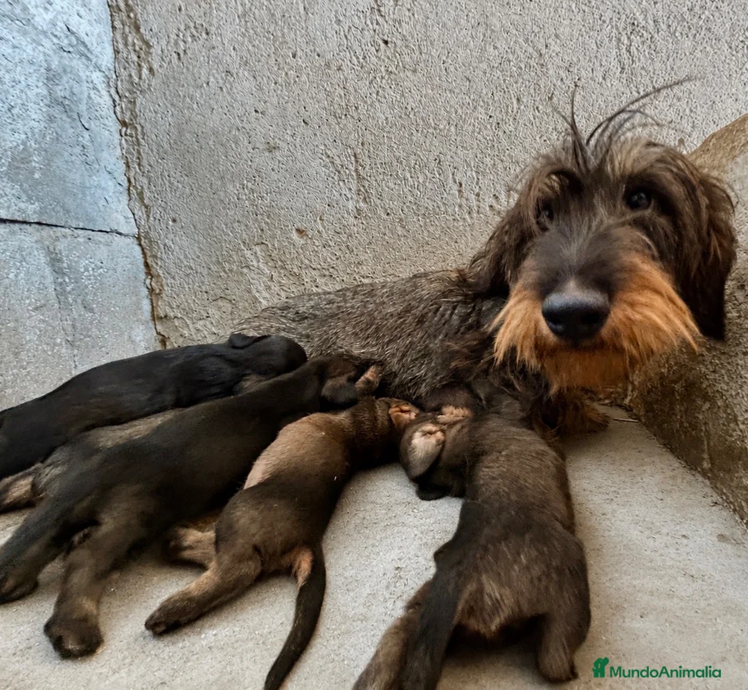 Teckel perros en venta: Teckel pelo duro Sevilla - Anuncio 2