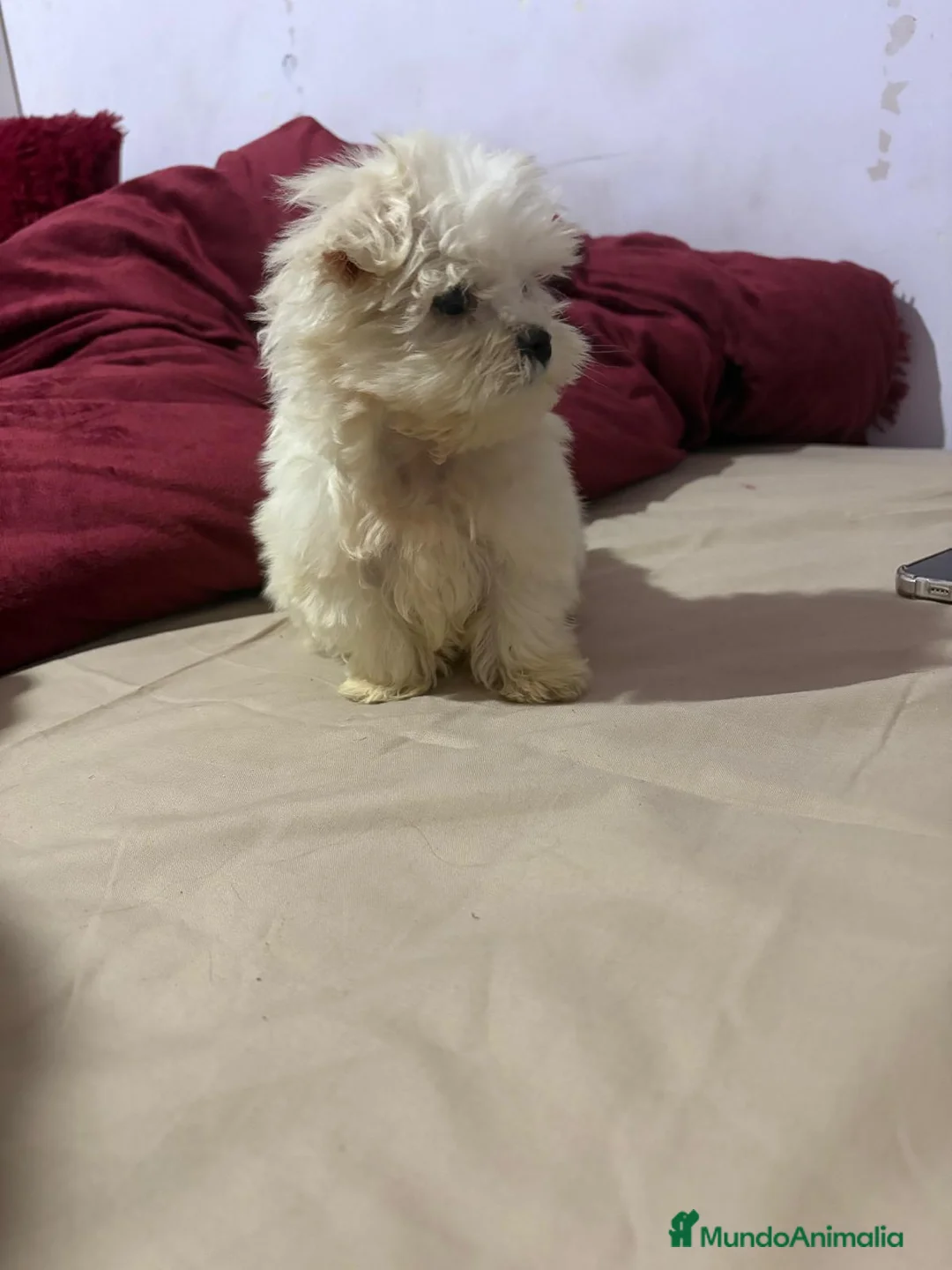 Bichón Maltés perros en venta: Bichon Maltes - Anuncio 1